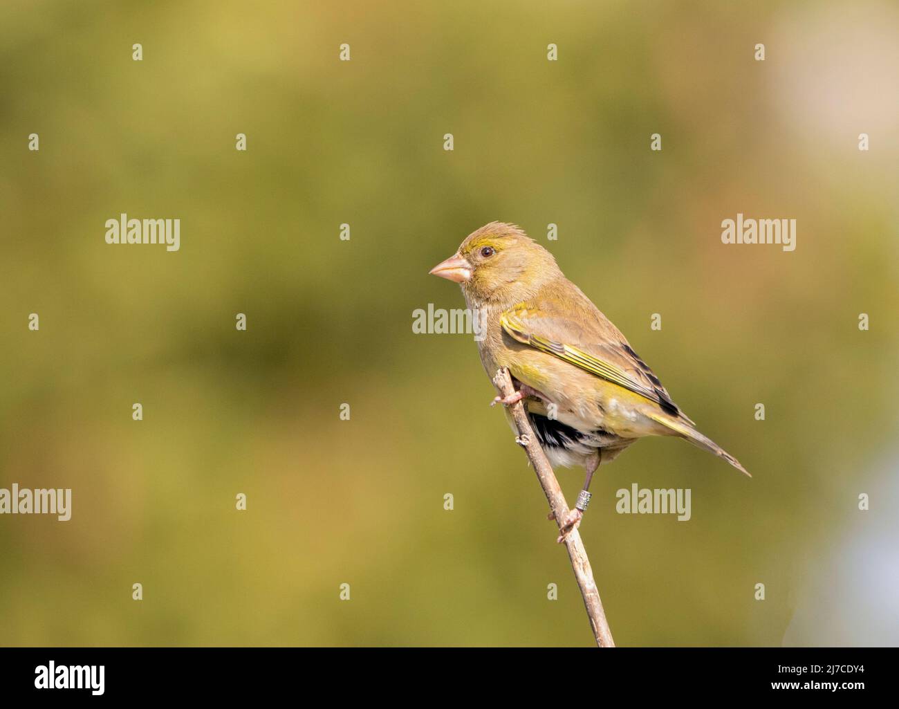 Greenfinch, Chloris Chloris, arroccato su un Giardino britannico, giugno 2022 Foto Stock