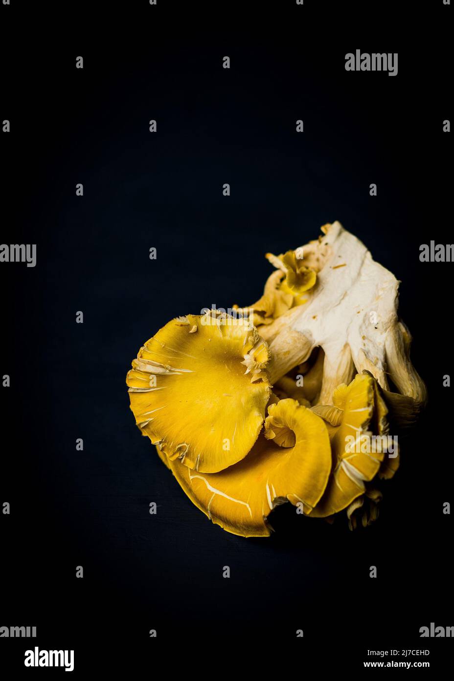 Giallo funghi Oyster Foto Stock