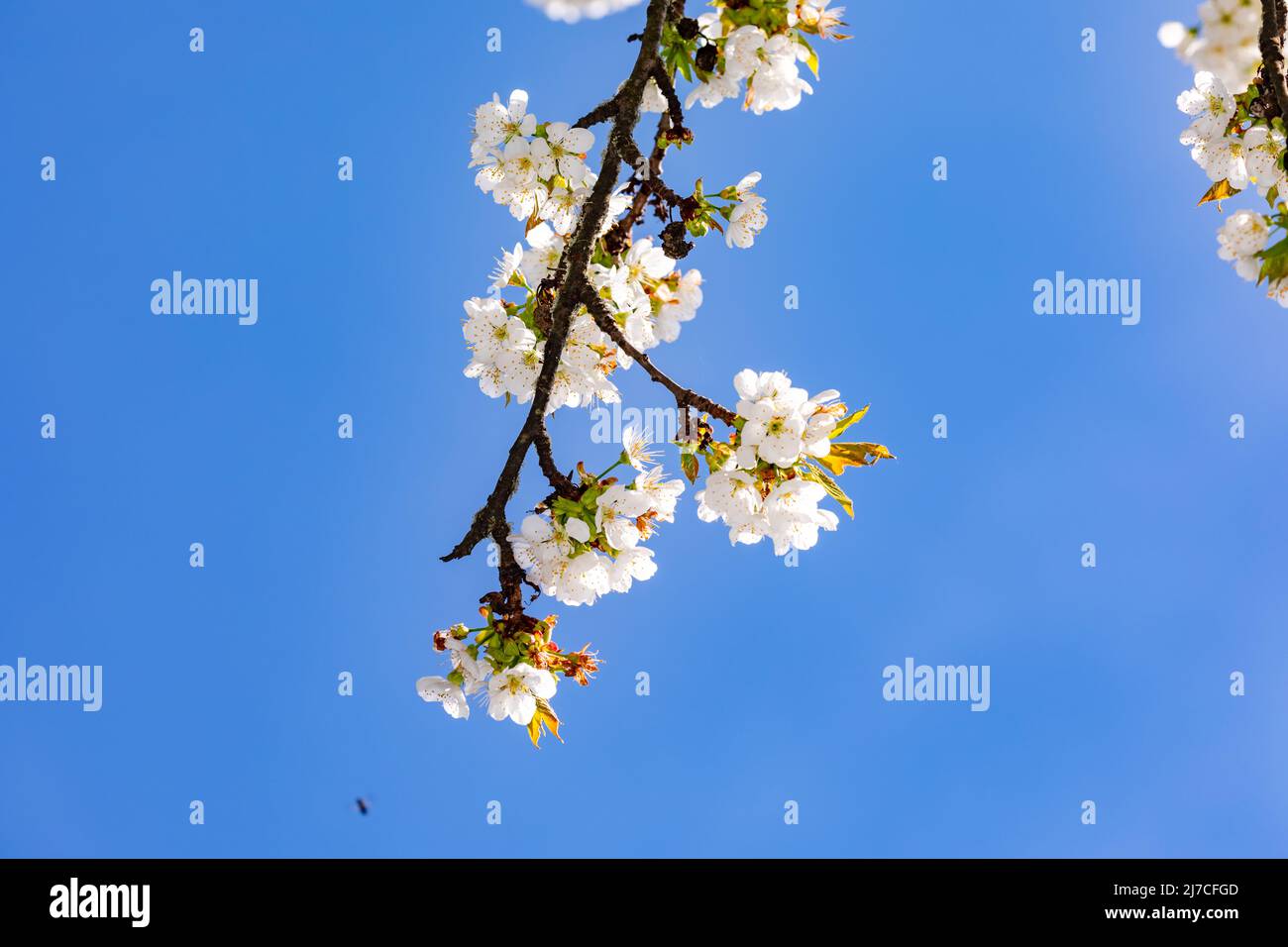 I fiori di ciliegio bianco su un ramo fanno un umore fresco e amichevole in primavera Foto Stock