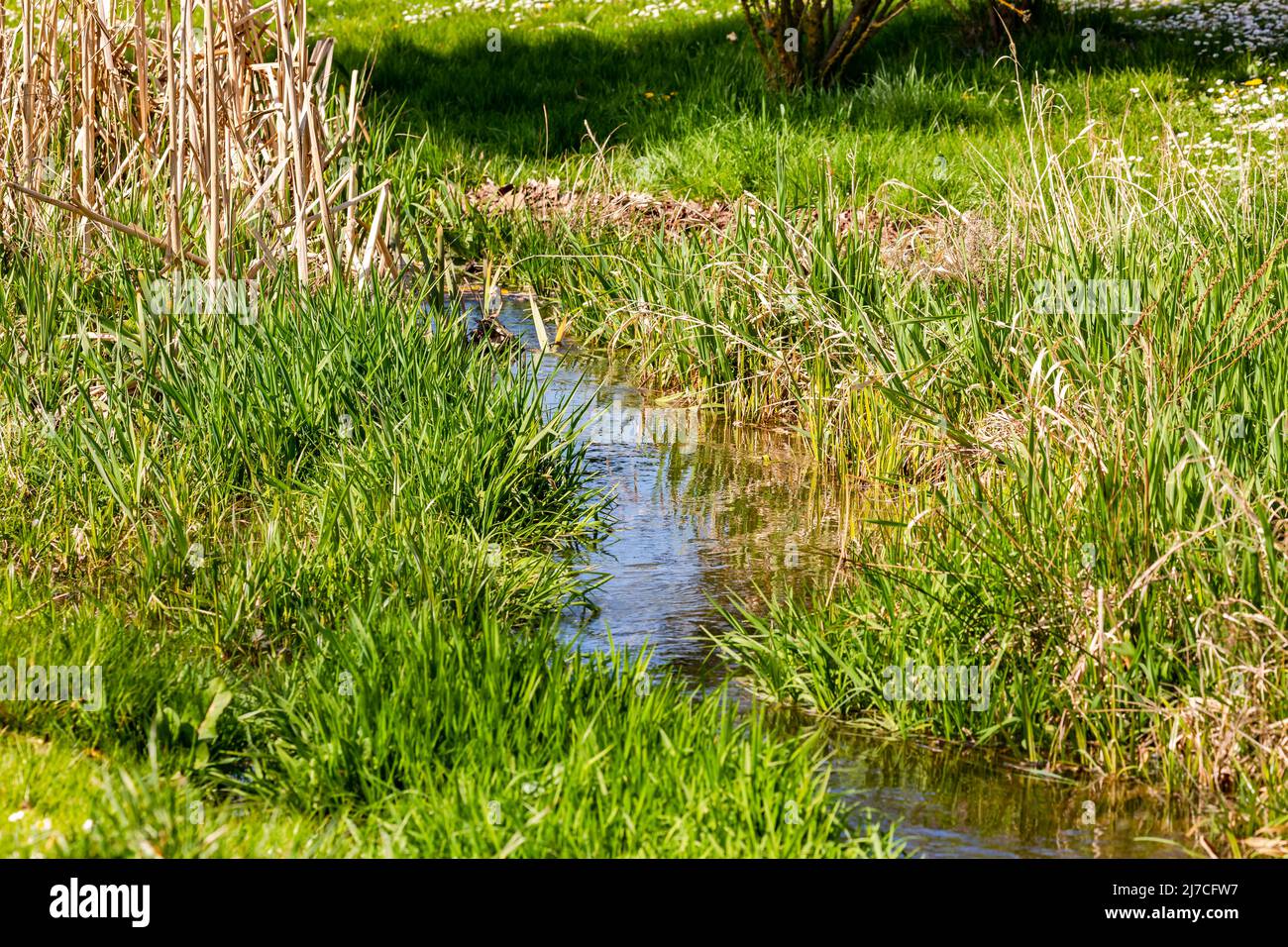 Acqua pulita in una fossa delimitata da zone umide vicino a un prato in primavera Foto Stock