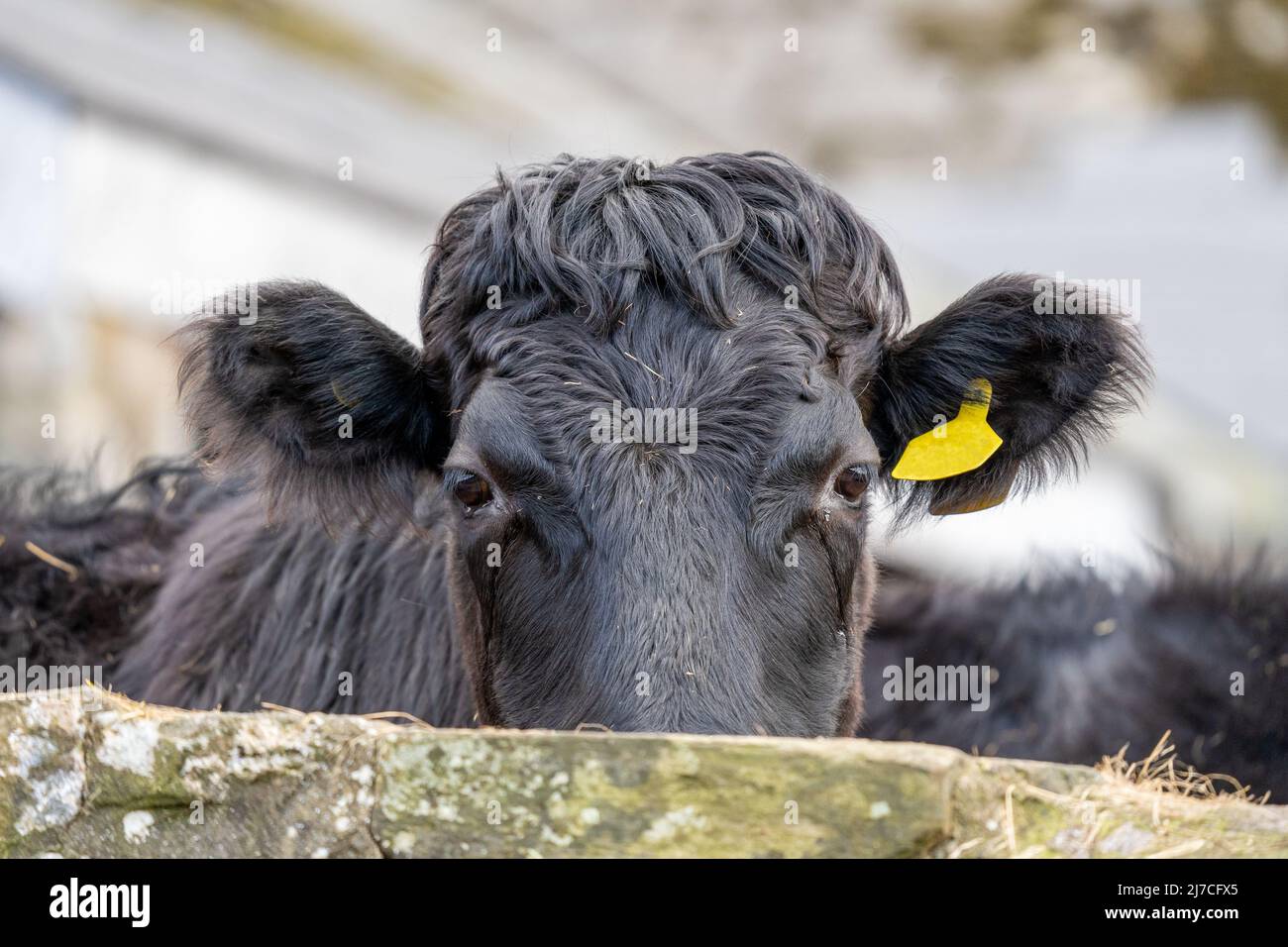 Giovane vitello toro con etichetta di identificazione presso un'asta di bestiame degli agricoltori Foto Stock