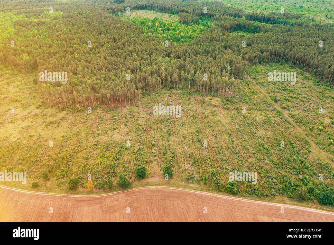 Vista aerea del campo e del paesaggio della zona di deforestazione. Vista dall'alto del campo e del paesaggio della foresta di pini verdi. Deforestazione industriale su larga scala a. Foto Stock