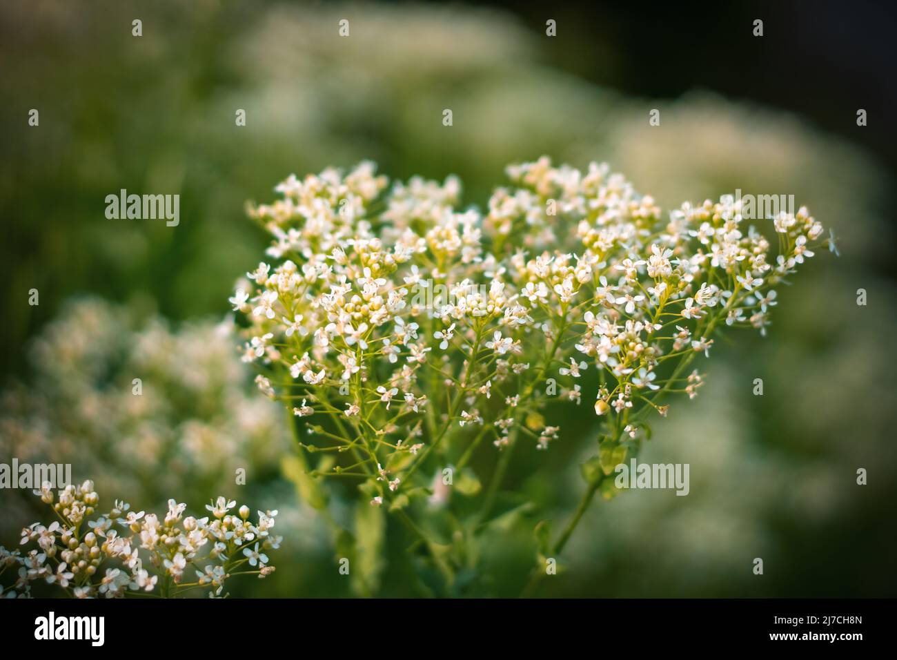 Fiori di carezza bianca (Lepidium draba , Cardaria draba). Primo piano. Foto Stock