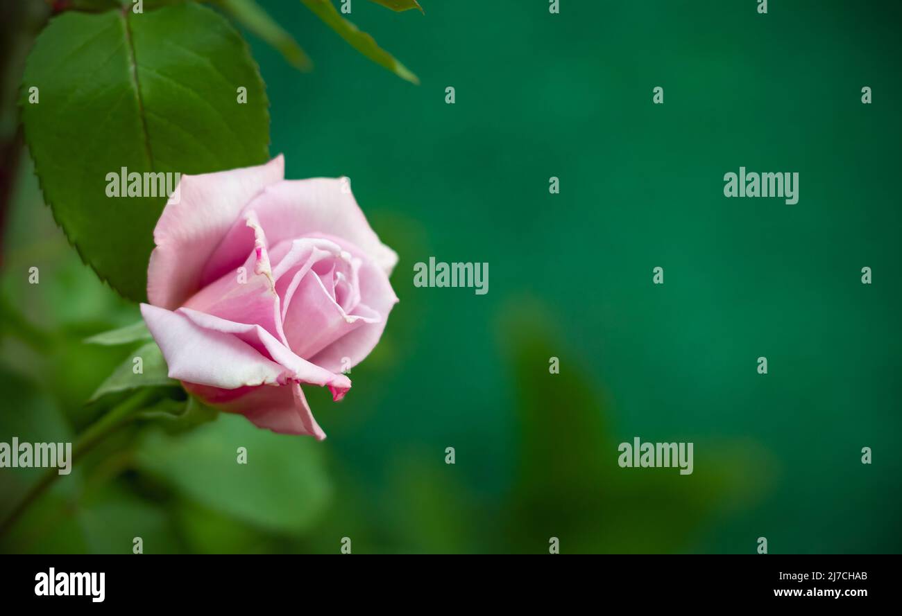 Bella rosa in giardino. Primo piano di Rose flower. Foto Stock