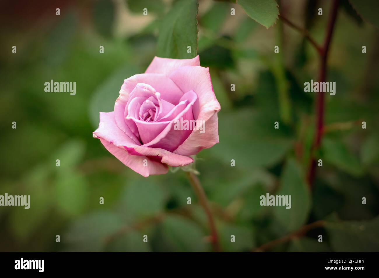 Bella rosa in giardino. Primo piano di Rose flower. Foto Stock