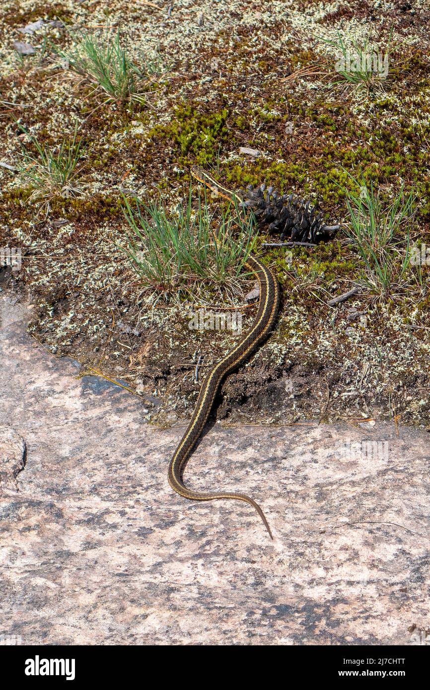 Il serpente garter orientale, Thamnophis sirtalis sirtalis, è un serpente innocuo che è normalmente verde scuro di colore con tre strisce gialle. Tra Foto Stock