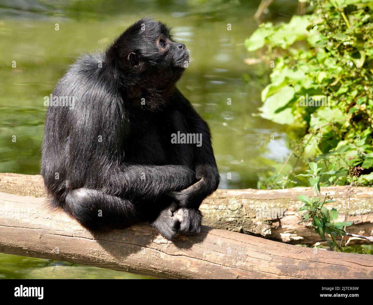 Scimmia ragno a testa nera (Ateles fusciceps) seduta su un tronco di albero sopra un laghetto e guardando verso l'alto Foto Stock