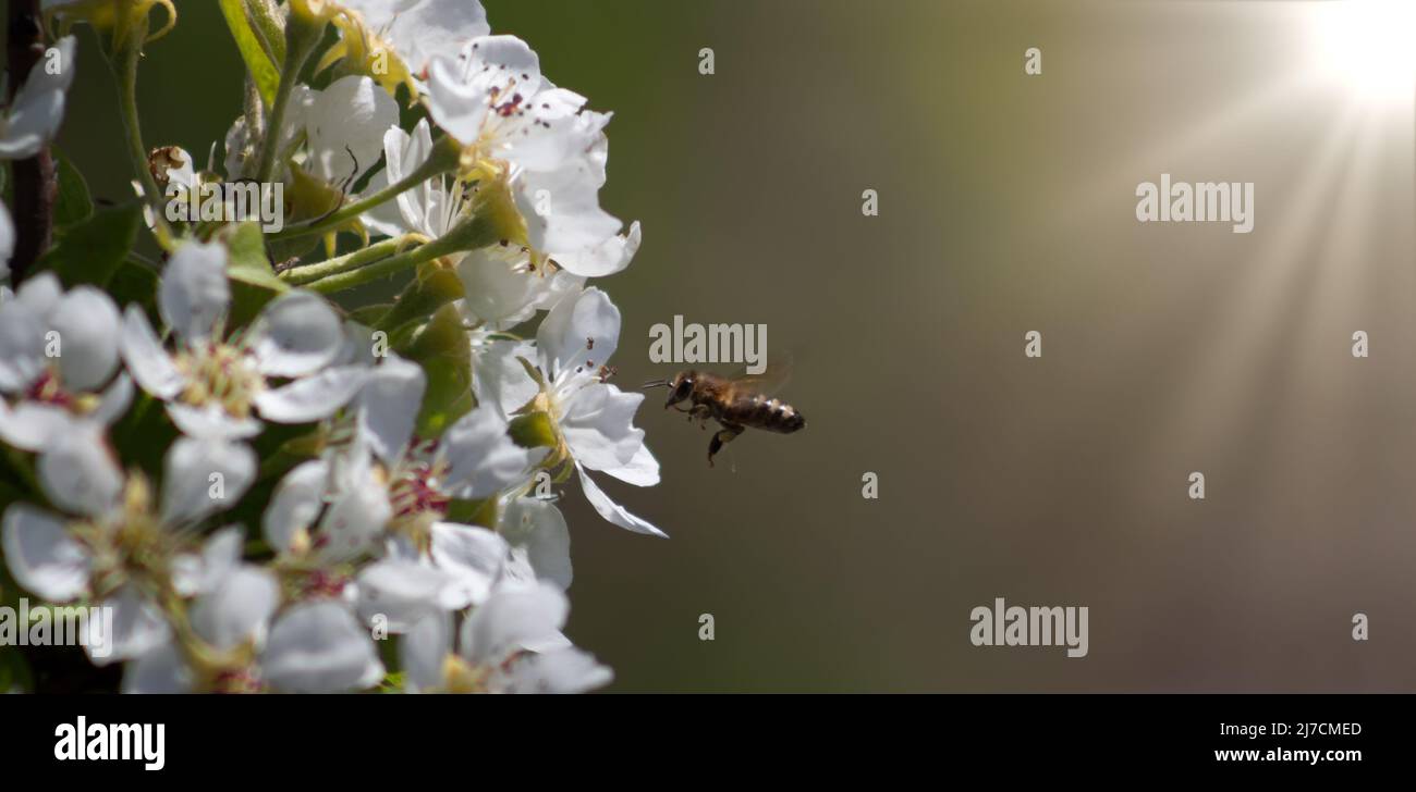 un'ape o una vespa vola vicino ad un albero del fiore. Insetto impollinates ciliegia e fiori di mela. Foto Stock