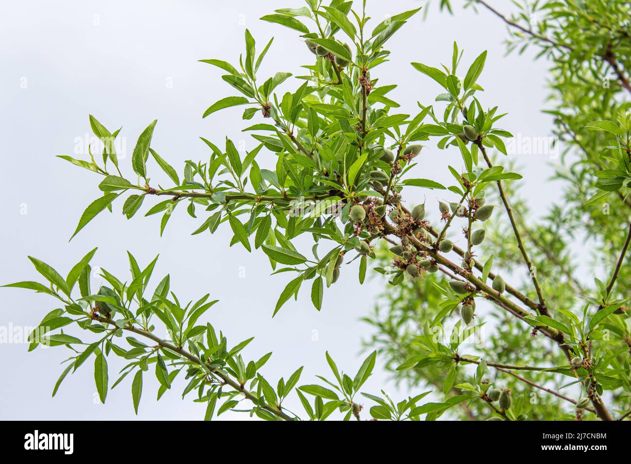 Mandorle non mature appese su rami d'albero. Vista dal basso delle mandorle verdi. Foto Stock