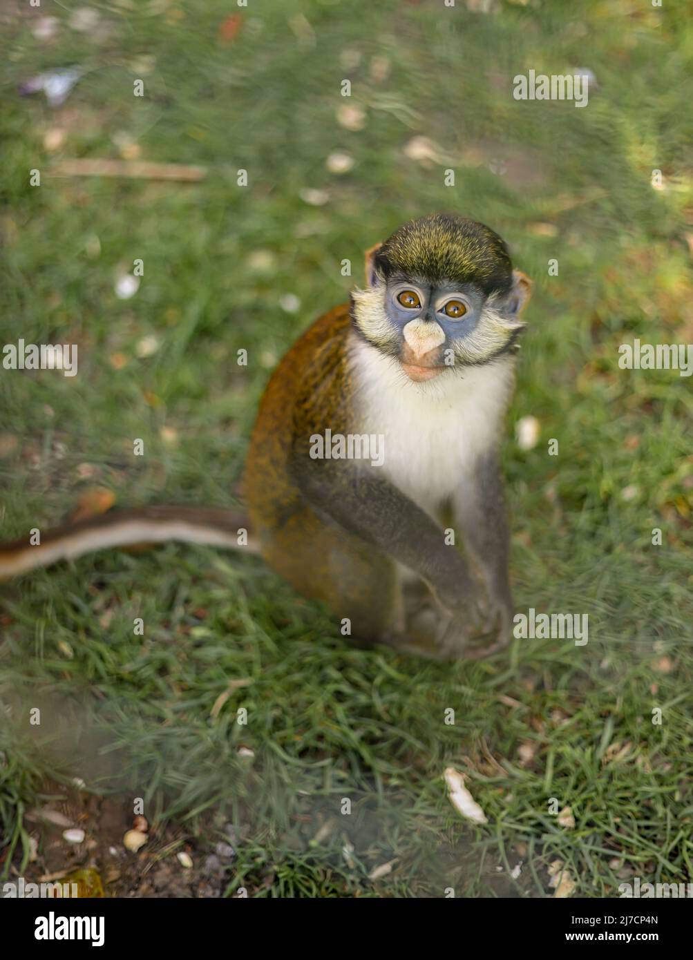 Scimmia dalla coda rossa, guenone dalla coda rossa, scimmia dalla coda di rame, siede sull'erba e sorride Foto Stock