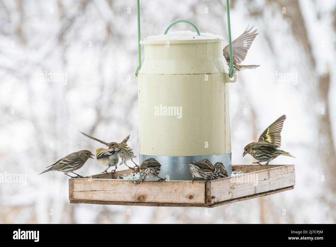 Pino Siskin Carduelis pinus songbird in gara per il cibo in inverno, Brownsburg-Chatham, Quebec. Canada, Foto Stock