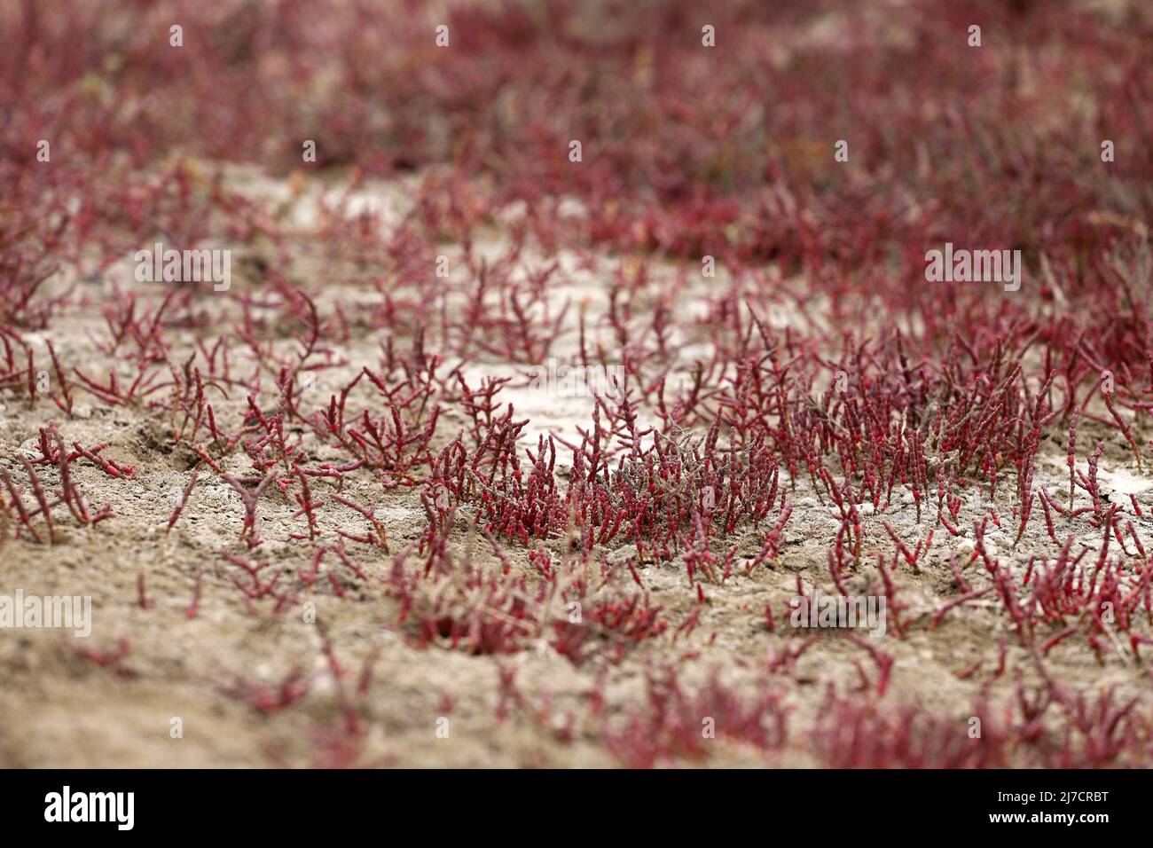 Bella erba rossa che cresce in riva al mare. Foto Stock