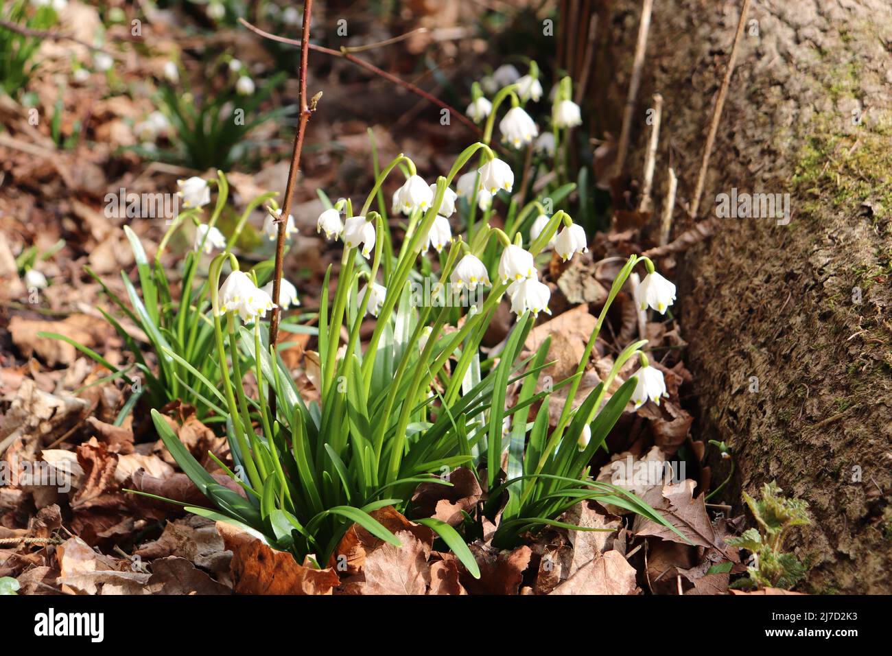 Leucojum vernum (fiocco di neve primaverile) pianta che fiorisce all'inizio della primavera. Foto Stock