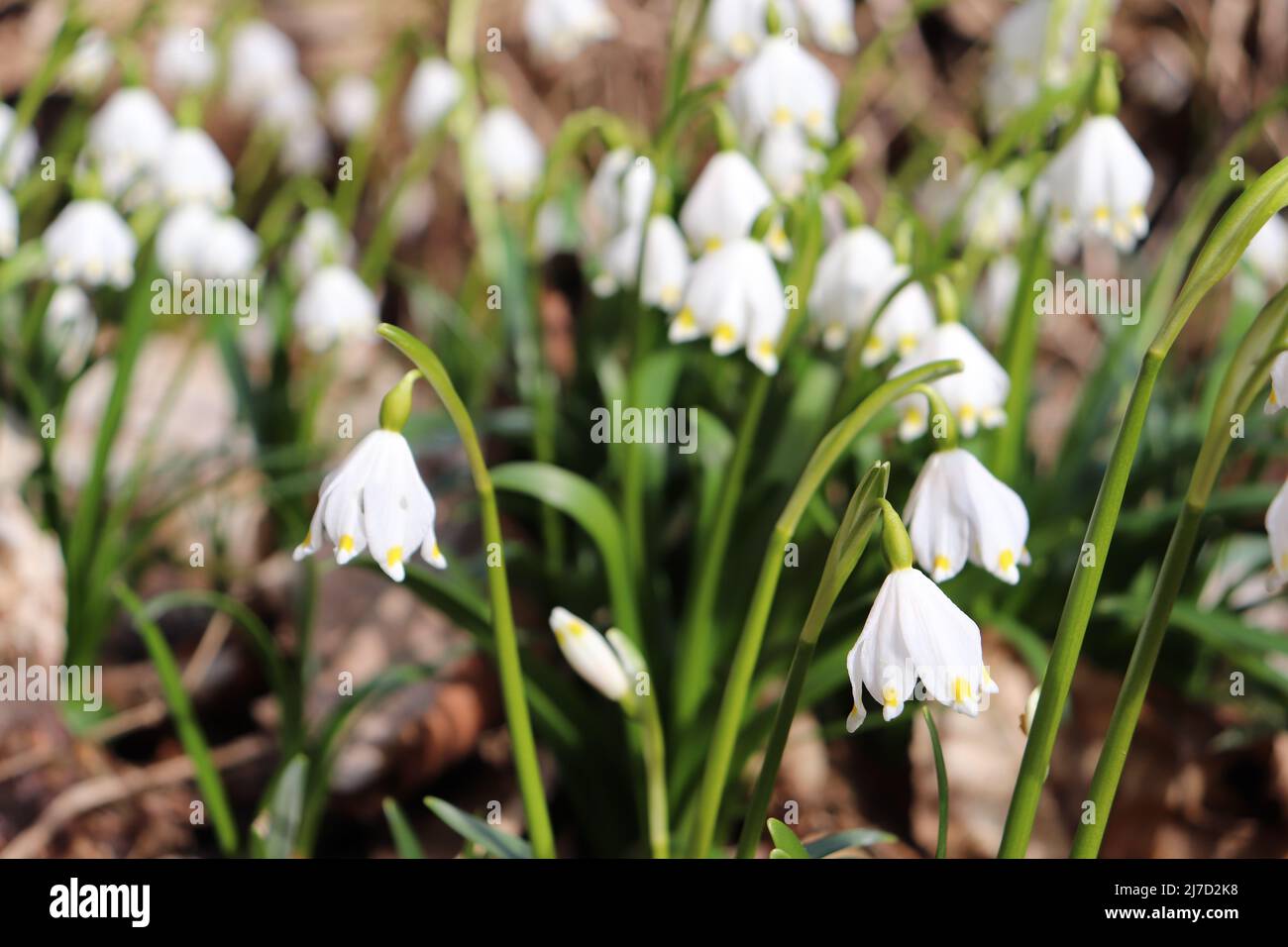 Leucojum vernum (fiocco di neve primaverile) pianta che fiorisce all'inizio della primavera. Foto Stock