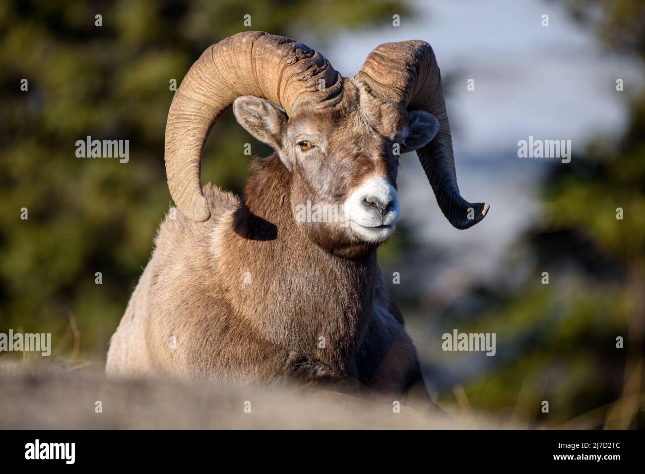 Primo piano di un grande riposo di pecore bighorn Foto Stock