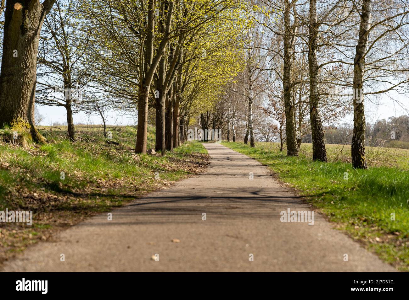 Strada asfaltata con alberi sui lati. Paesaggio rurale con un percorso nella natura. Scenario idilliaco nell'ambiente durante la stagione primaverile. Foto Stock