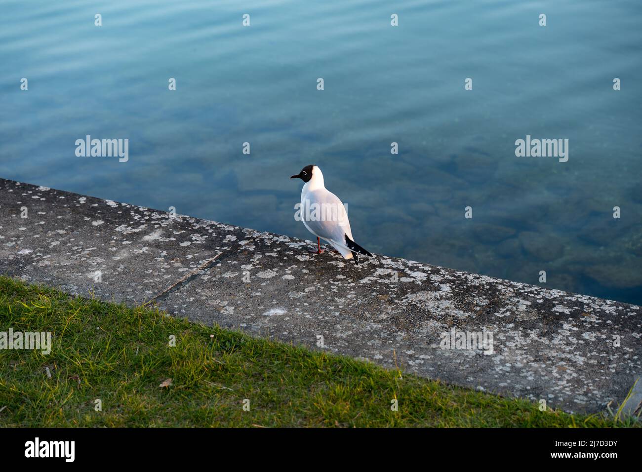 Gabbiano europeo con testa nera davanti all'acqua blu. Uccello selvatico a terra. Gull in piedi alla luce del tramonto. Animali selvatici in un parco. Foto Stock