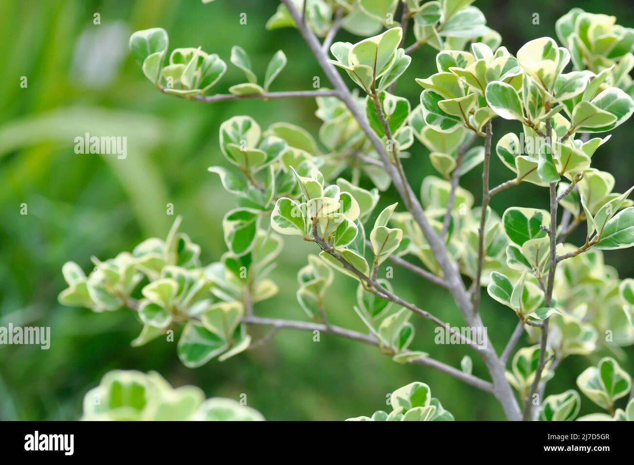 Mistletoe Fig, Mistletoe Rubber Plant o Ficus deltoidea Foto Stock