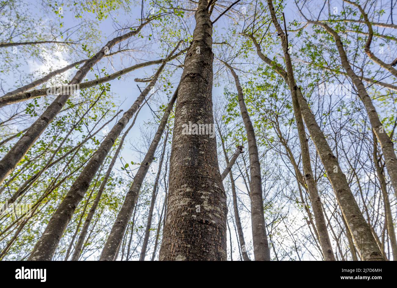 Alder Woods National Forest East Midlands Foto Stock