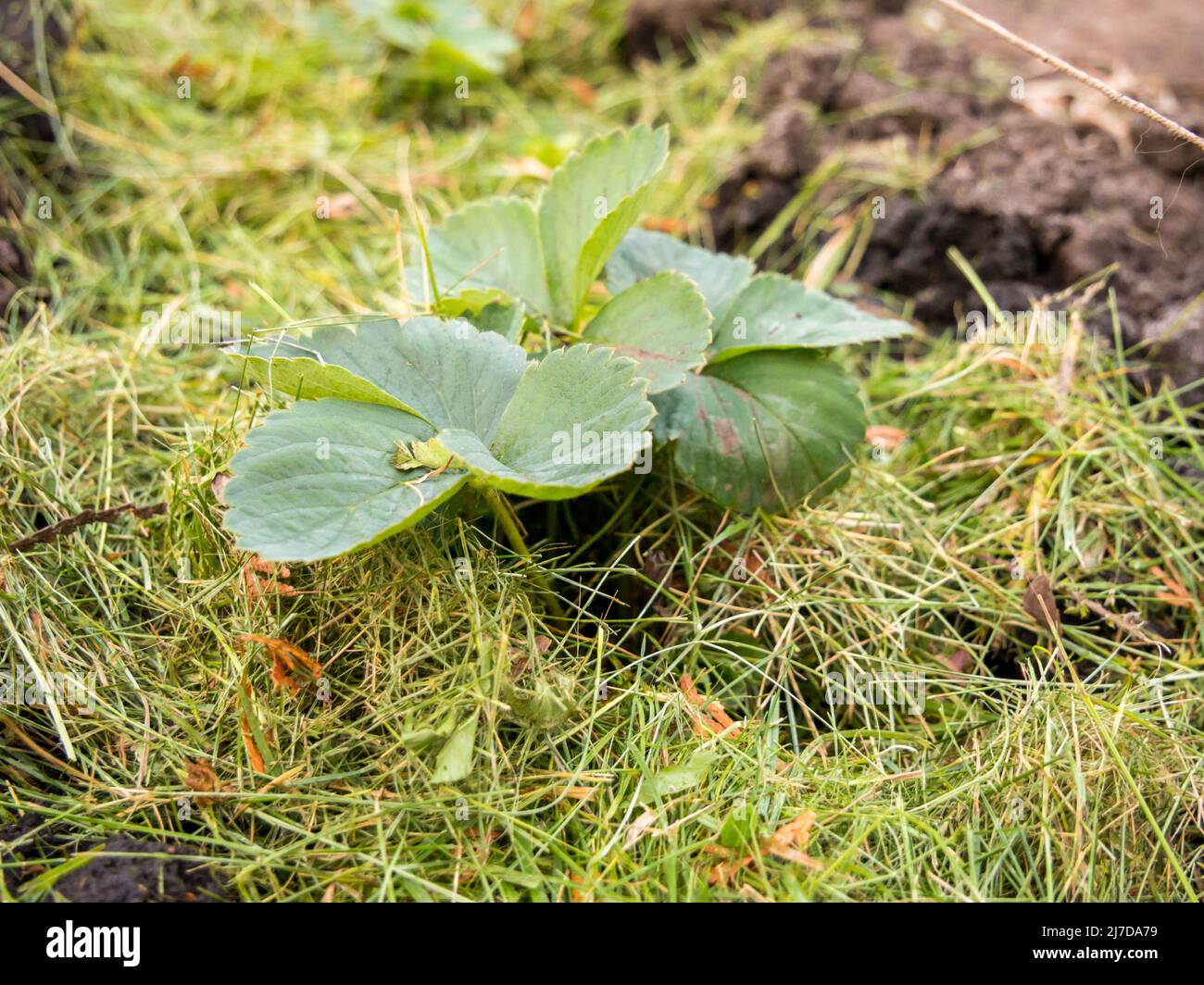 Utilizzando erba appena tagliata come pacciame Foto Stock