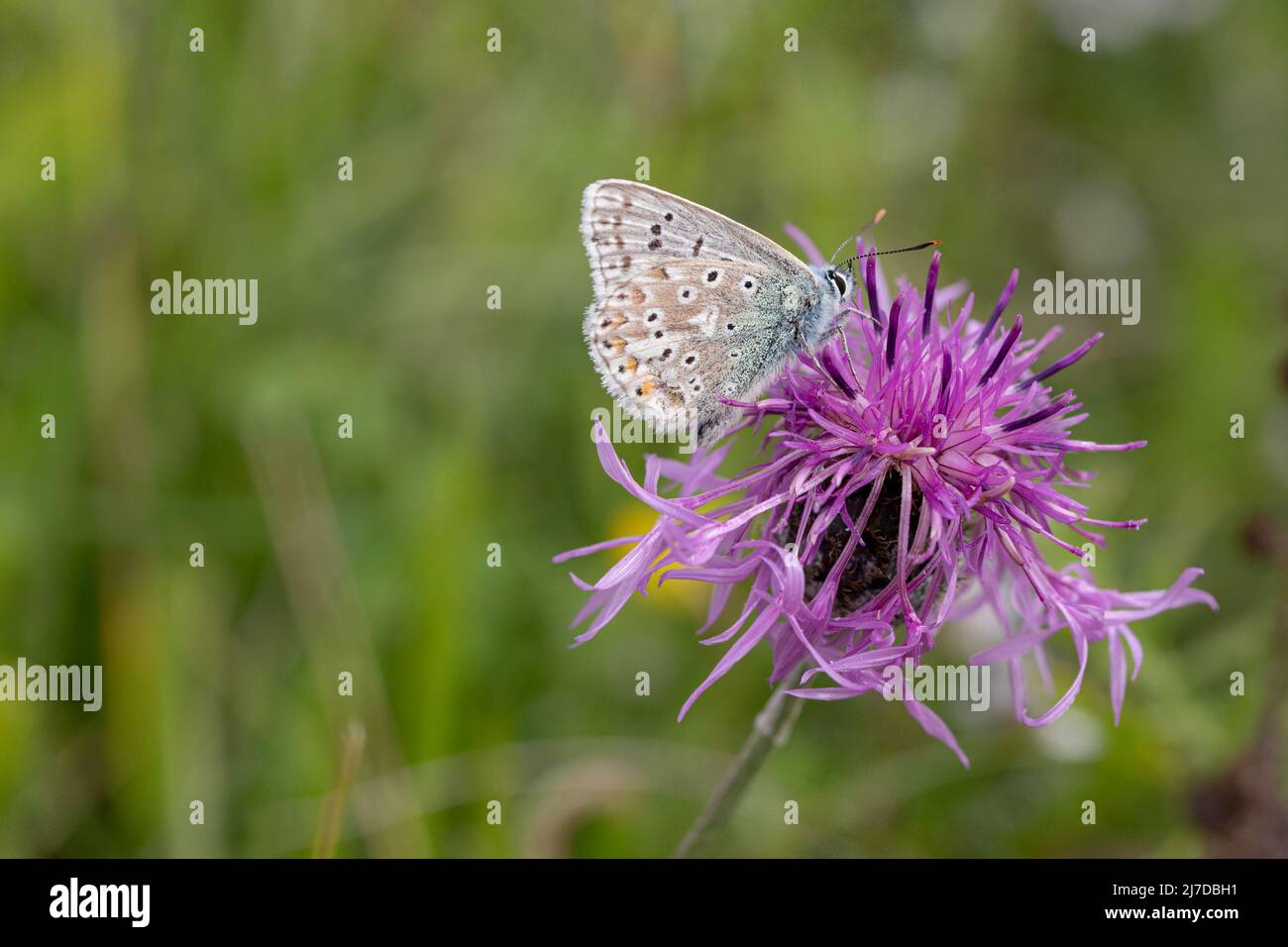 Chalk Hill Blue Butterfly sui fiori in una buca di gesso in Hertfordshire, Regno Unito Foto Stock