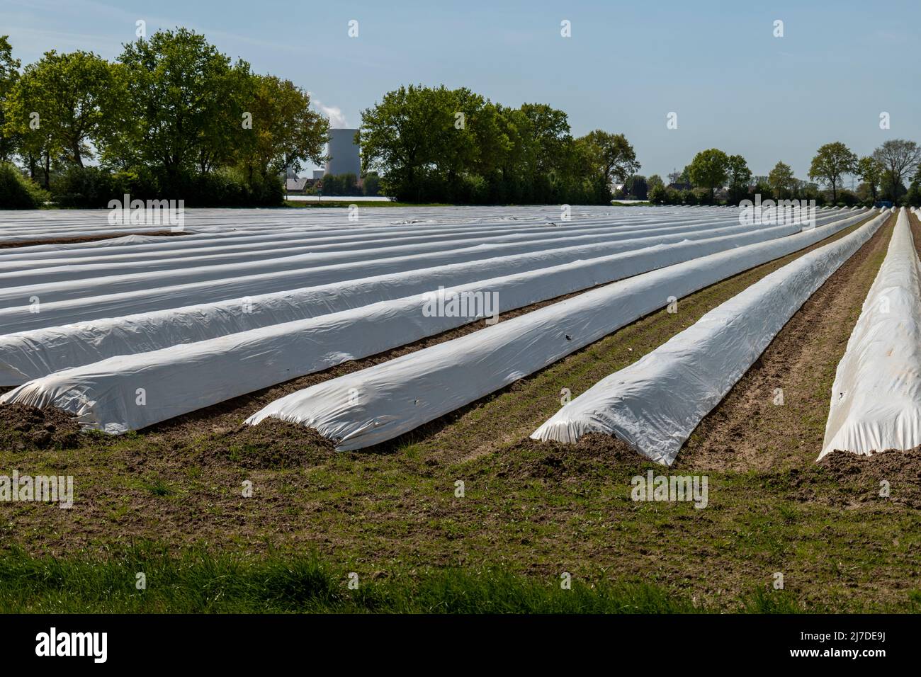 Campo di asparagi bianchi con copertura in plastica bianca nuovo Petershagen in Germania. Foto Stock
