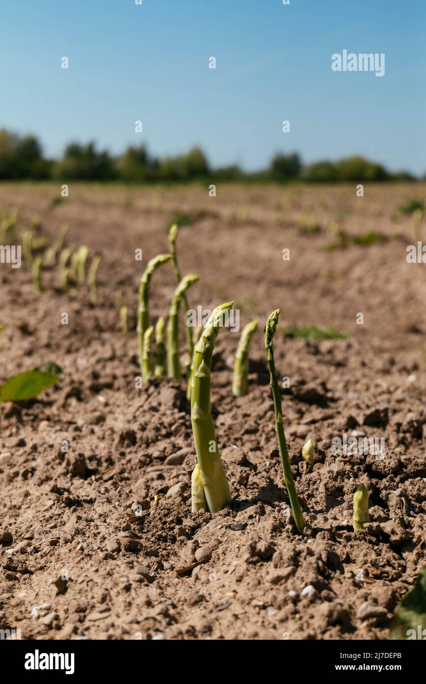 Asparagi verdi spara su un campo vicino a Petershagen in East-Westfalia (Germania) Foto Stock