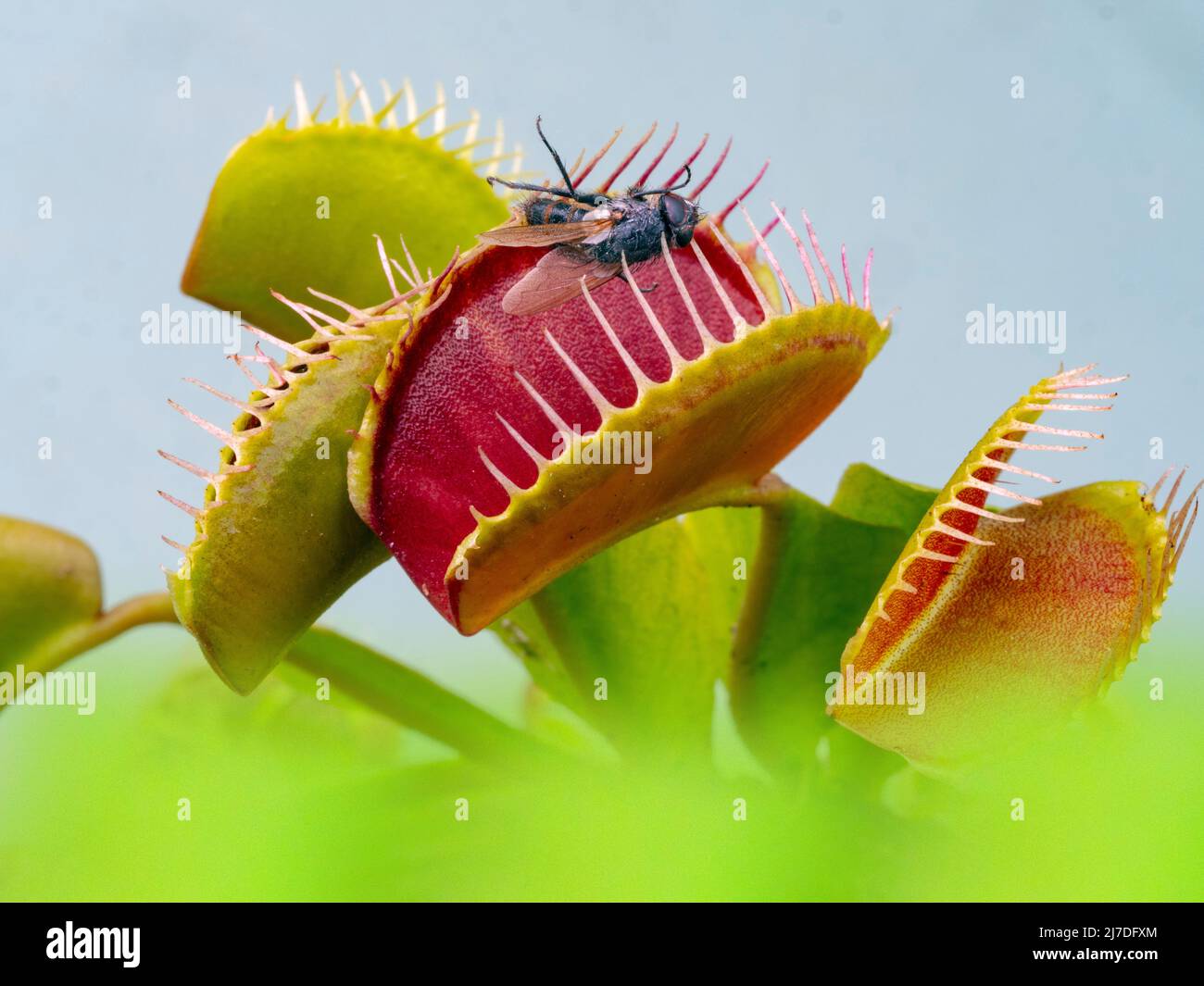 La pianta carnivora Venere cattura Dionaea muscipula con mosca intrappolata Foto Stock
