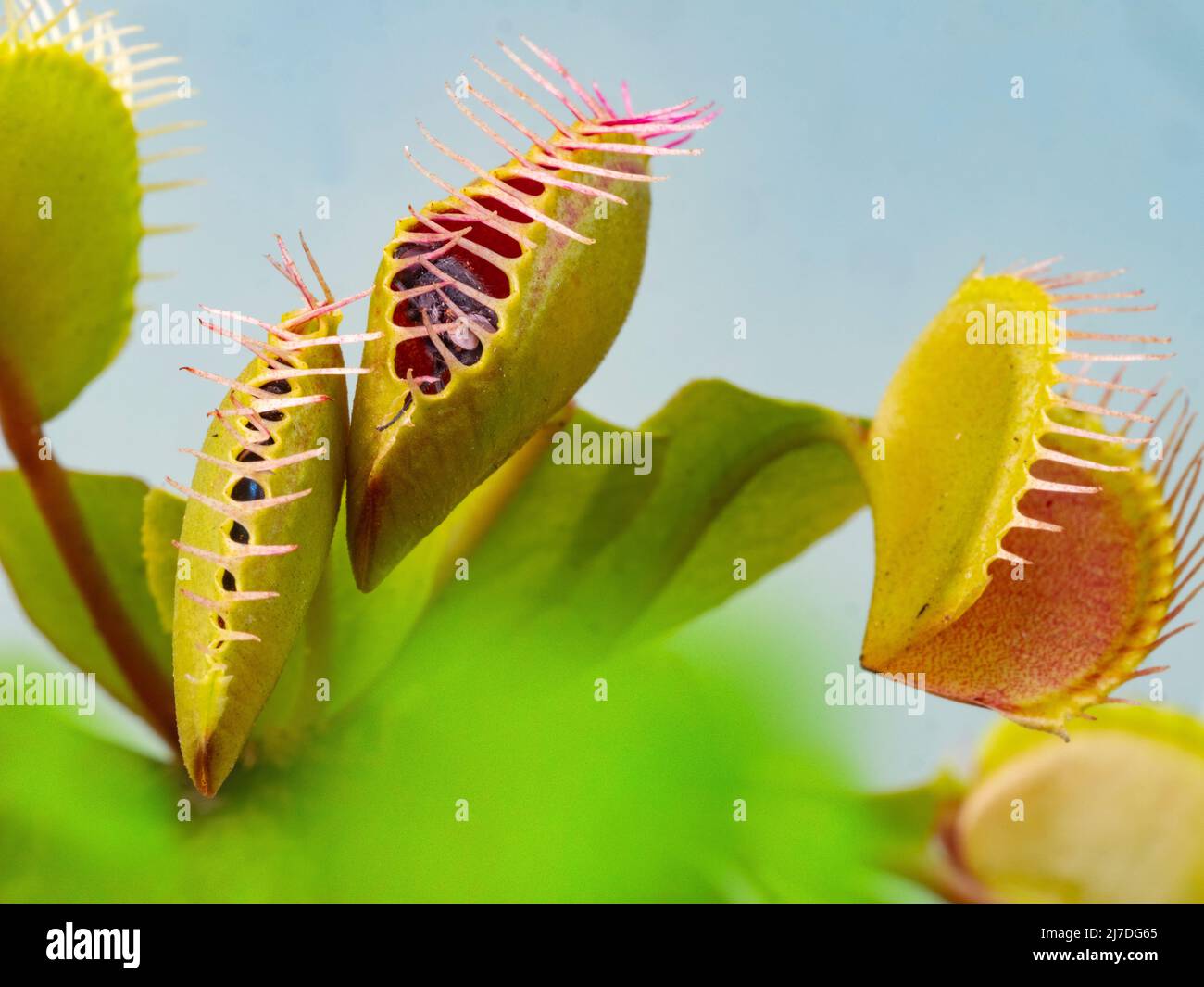 La pianta carnivora Venere cattura Dionaea muscipula con mosca intrappolata Foto Stock