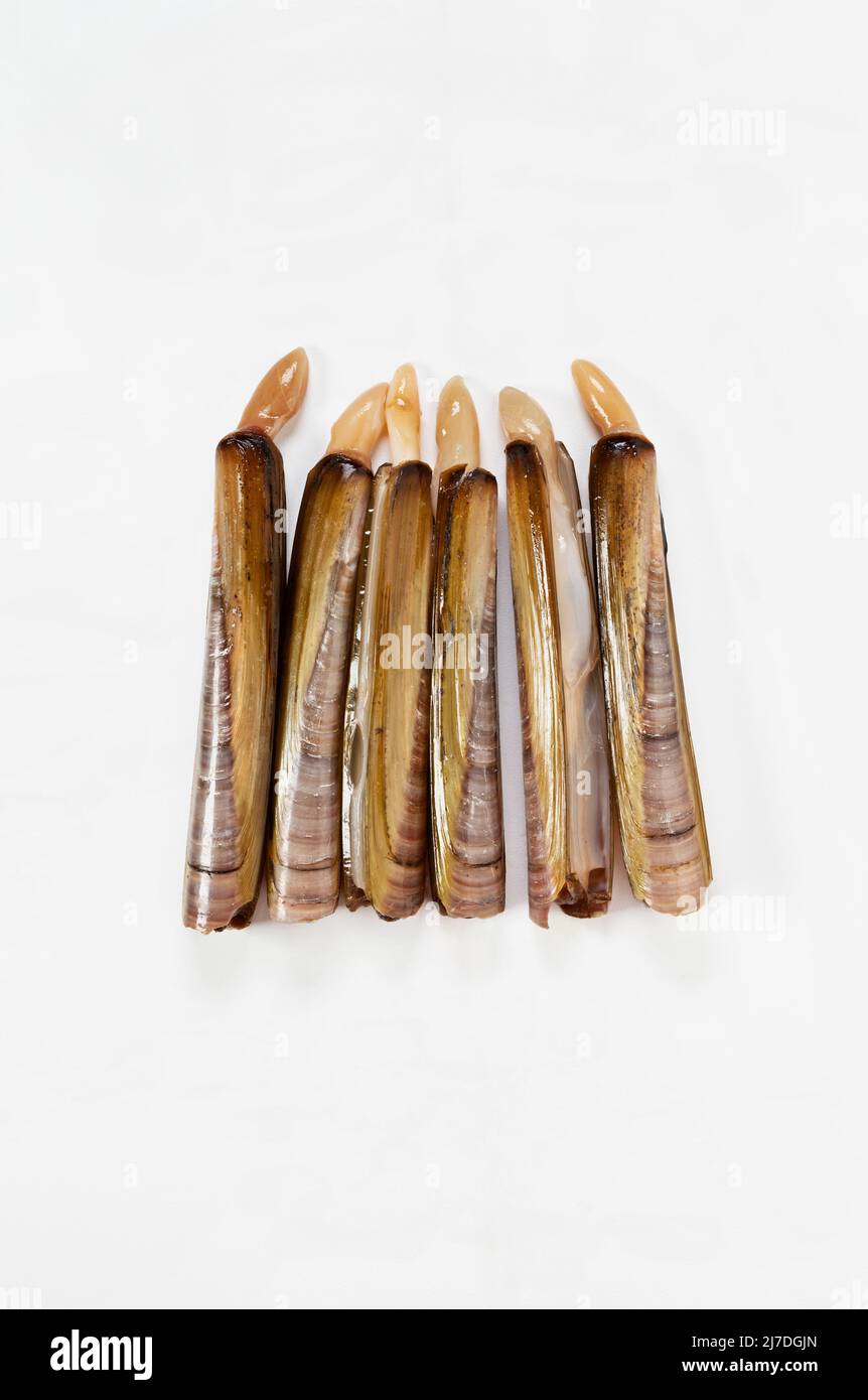 Guscio di rasoio allungato , rettangolare , pesce bivalve , solen marginatus Foto Stock