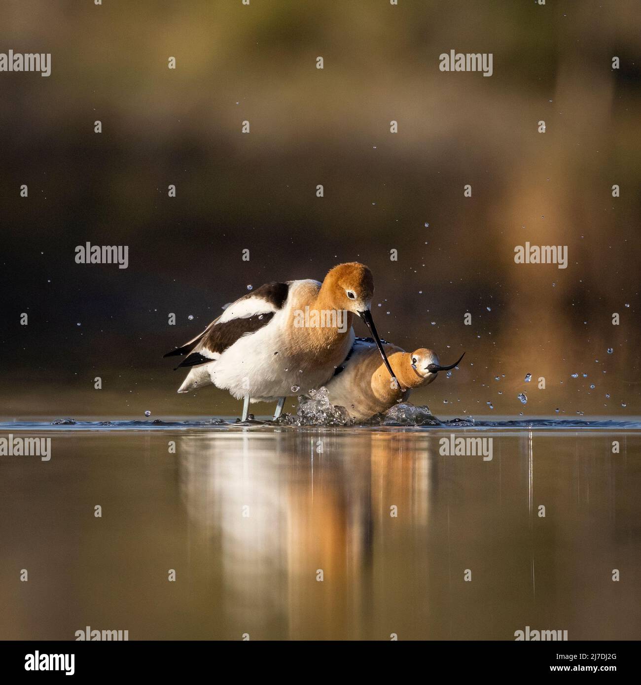 Avoceti americani (Recurvirostra americana) che riprodusurano in stagno la mattina della primavera Colorado, USA Foto Stock