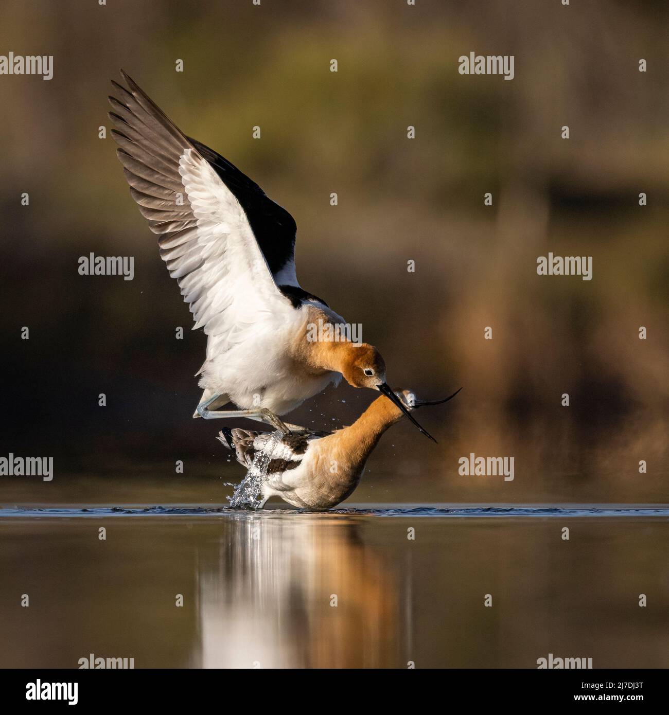 Avoceti americani (Recurvirostra americana) che riprodusurano in stagno la mattina della primavera Colorado, USA Foto Stock