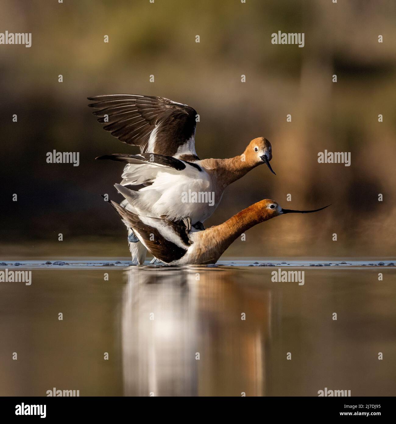 Avoceti americani (Recurvirostra americana) che riprodusurano in stagno la mattina della primavera Colorado, USA Foto Stock