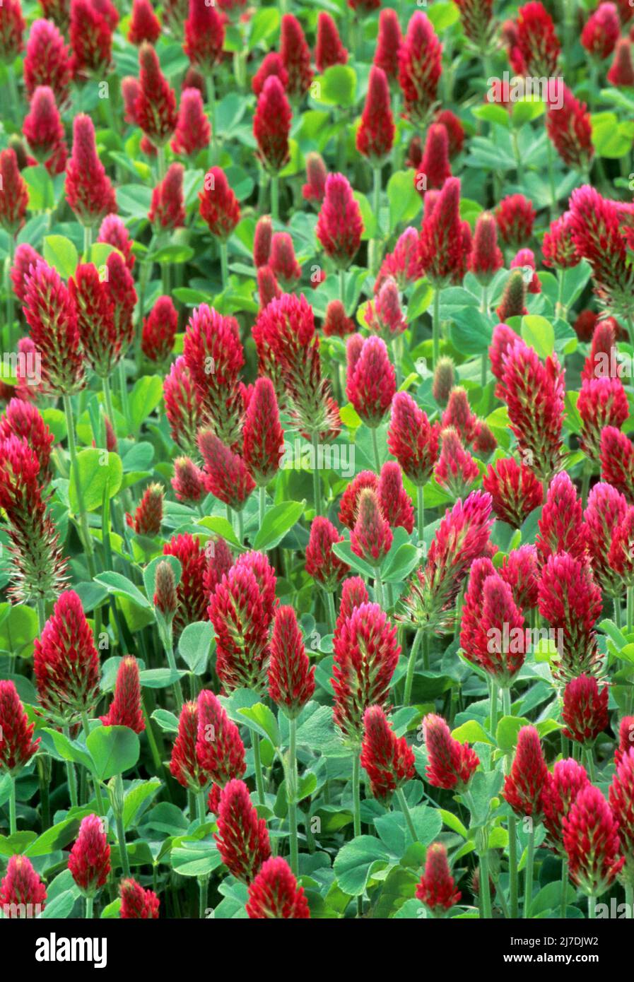 Clover di Crimson (Trifolium incarnatum). Noto anche come trifoglio italiano Foto Stock