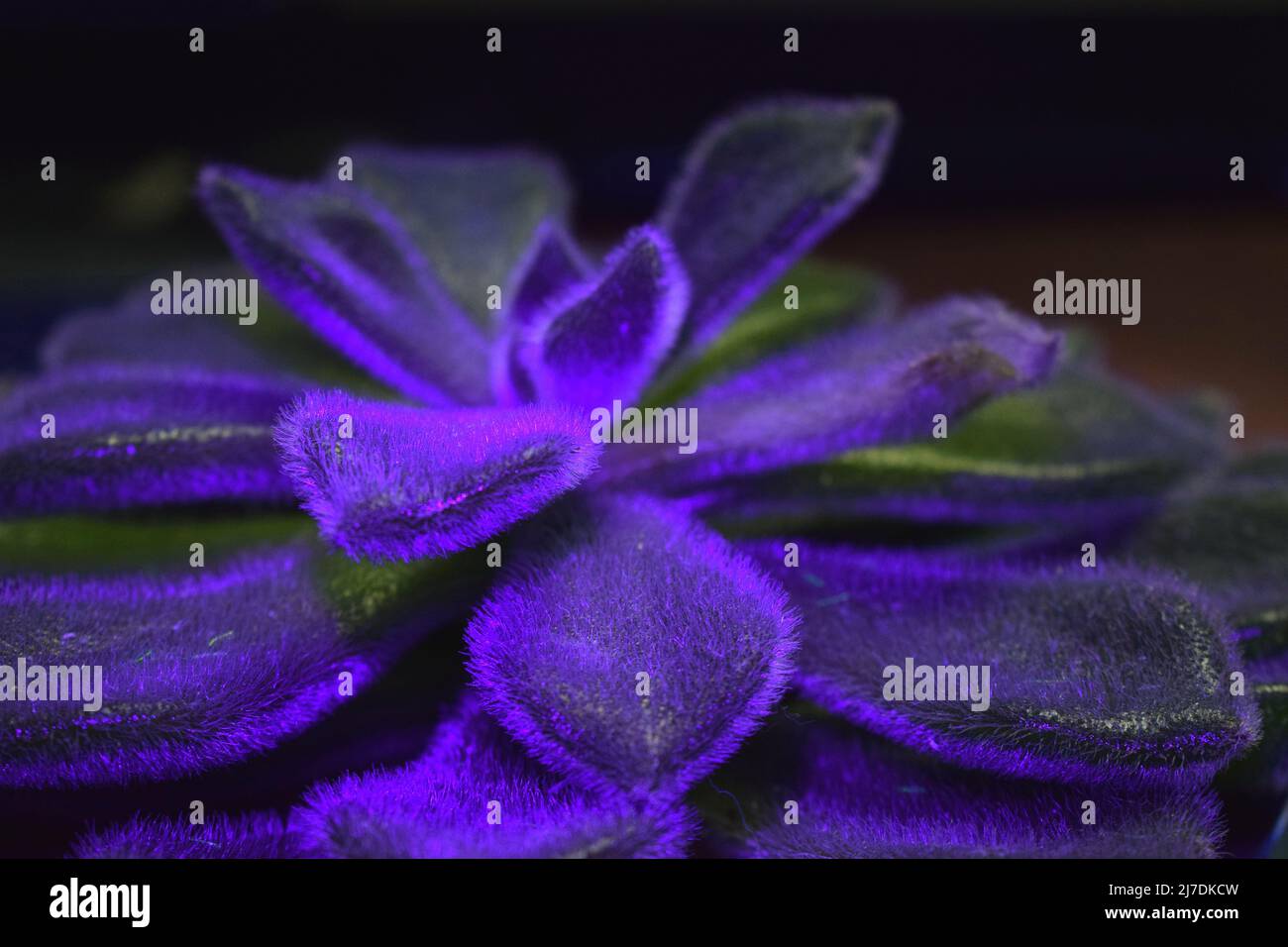 Un primo piano di una pianta succulenta sotto le luci nere Foto Stock