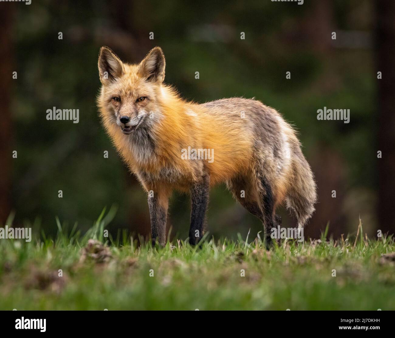 Volpe rossa adulta (vulpes vulpes) nella foresta Colorado, Stati Uniti Foto Stock