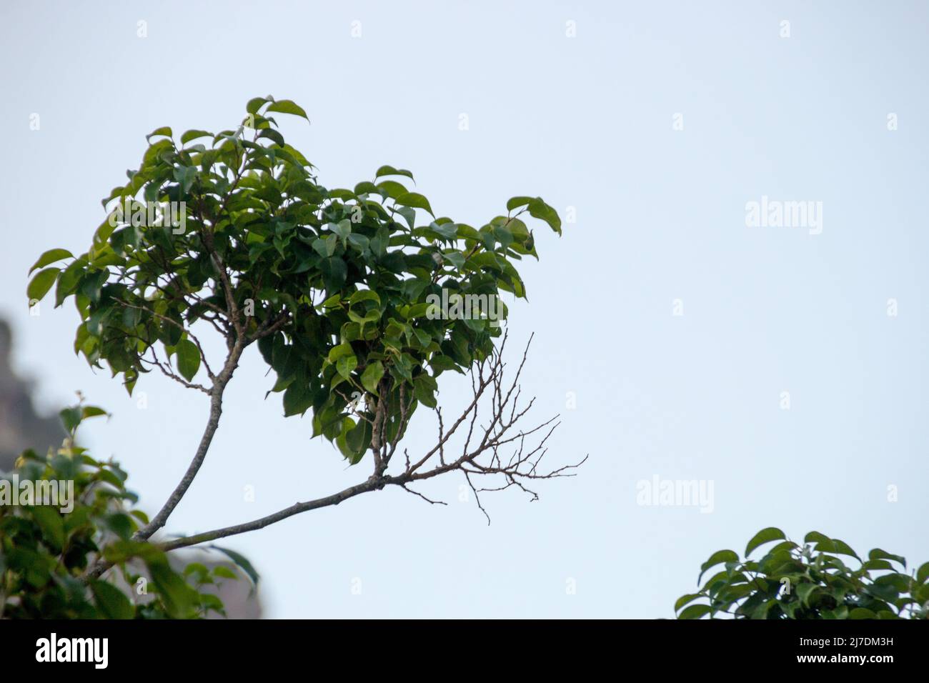 Rami con foglie all'aperto a Rio de Janeiro. Foto Stock