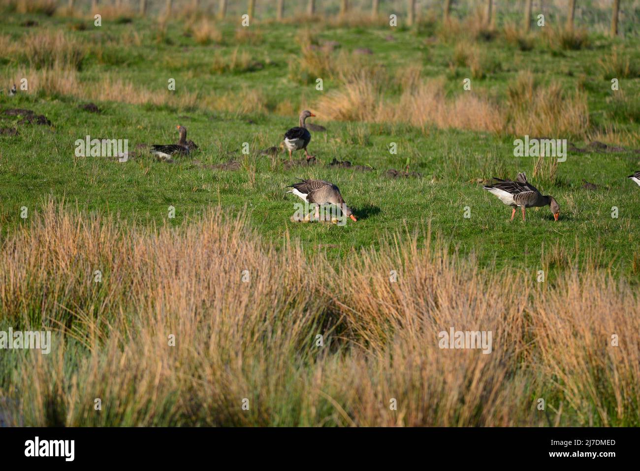 RSPB Loch Leven Perthshire Scozia Foto Stock