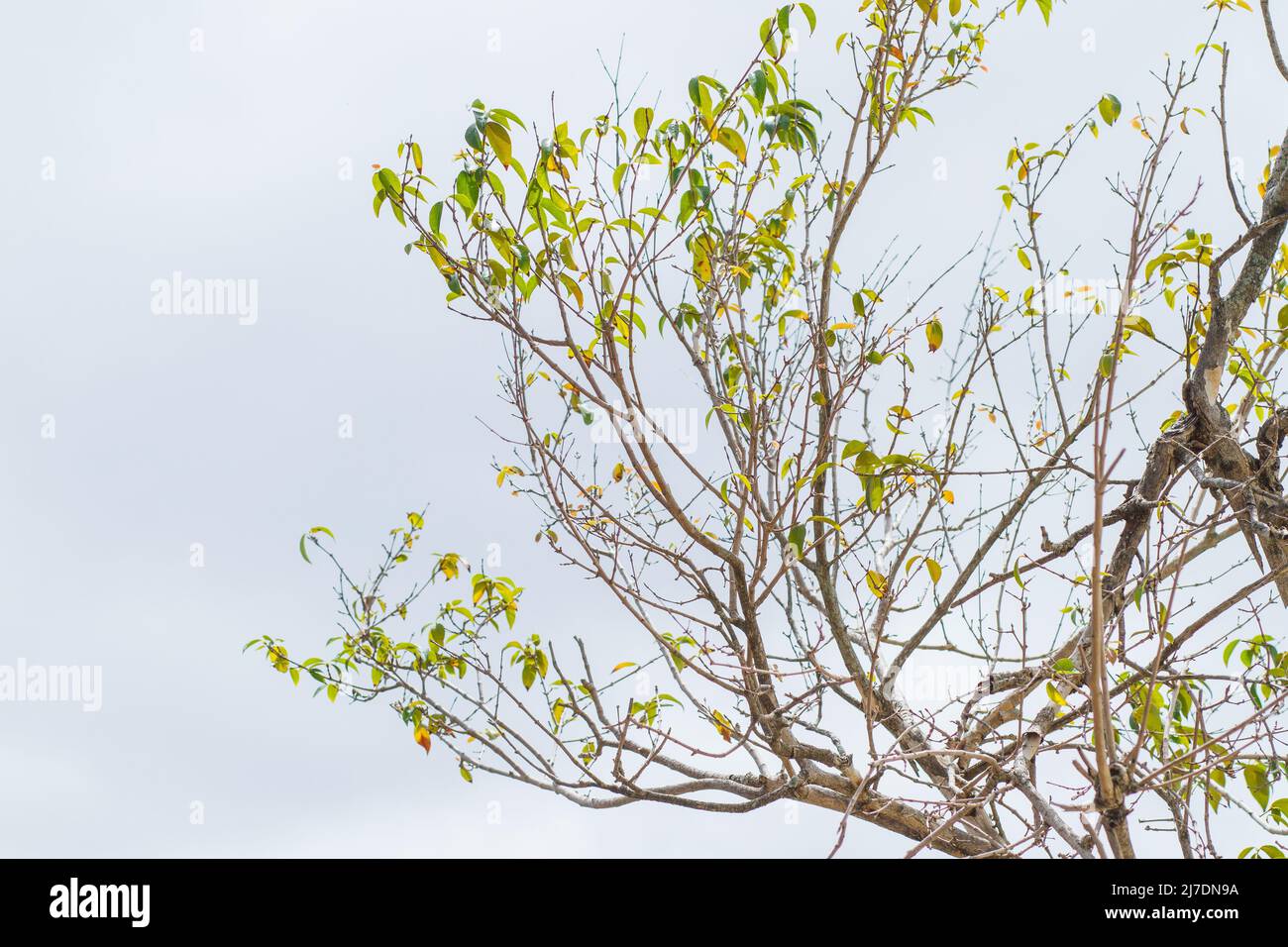 Rami con foglie all'aperto a Rio de Janeiro. Foto Stock