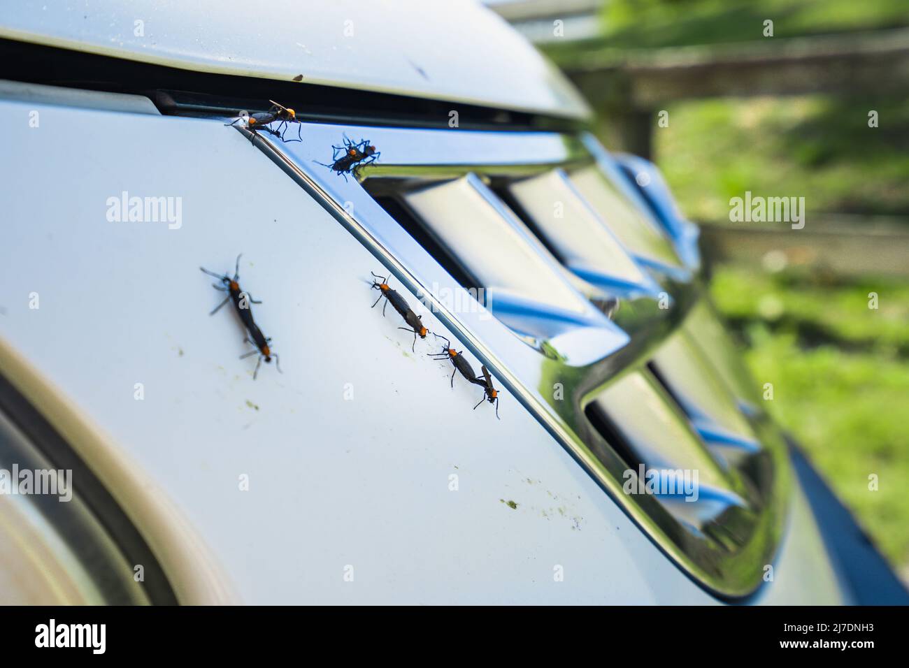 Ami la stagione dei bug con insetti vivi e morti su una griglia bianca per auto Foto Stock