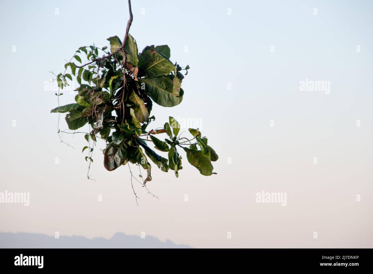 Rami con foglie all'aperto a Rio de Janeiro. Foto Stock