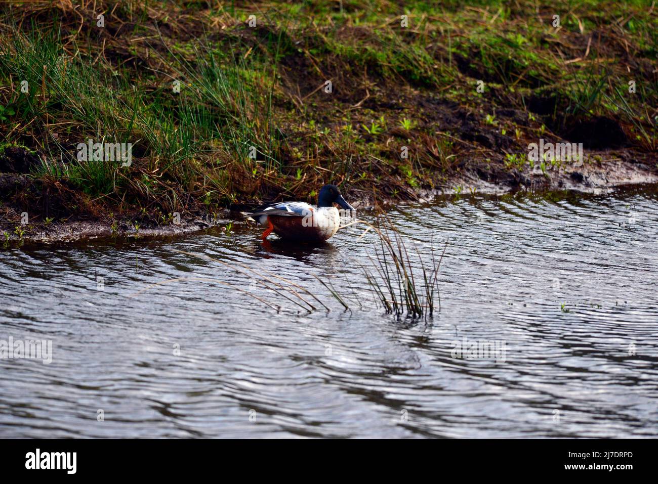 RSPB Loch Leven Perthshire Scozia Foto Stock