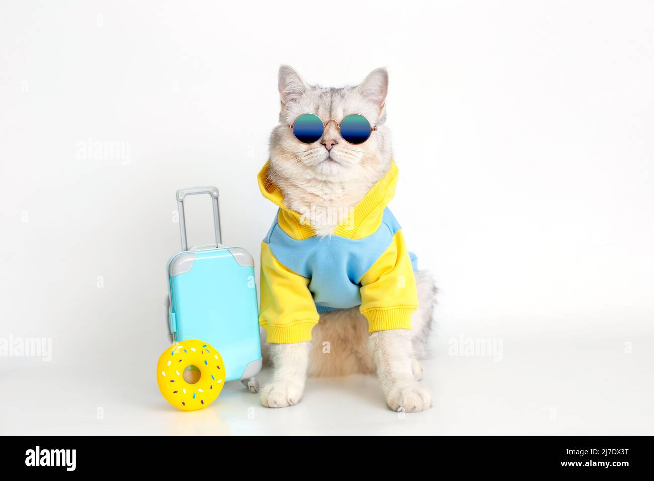Gatto bianco in una felpa blu e occhiali da sole, si siede con una valigia su uno sfondo bianco Foto Stock