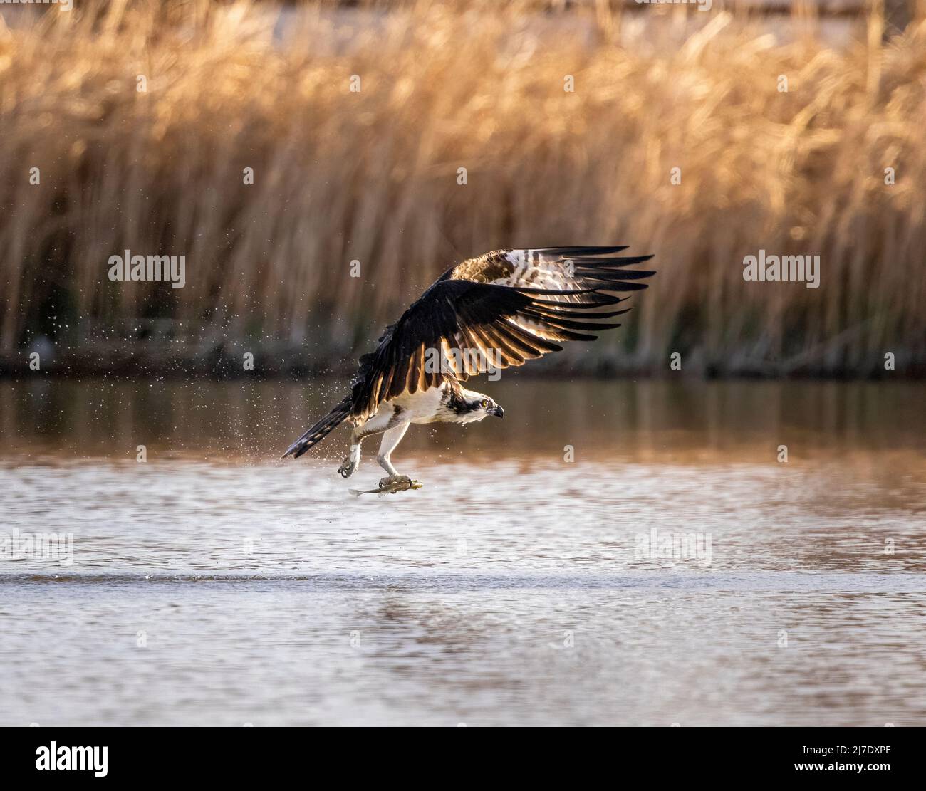 Osprey (Pandion haliaetus) in volo con la cattura di pesce Colorado, USA Foto Stock