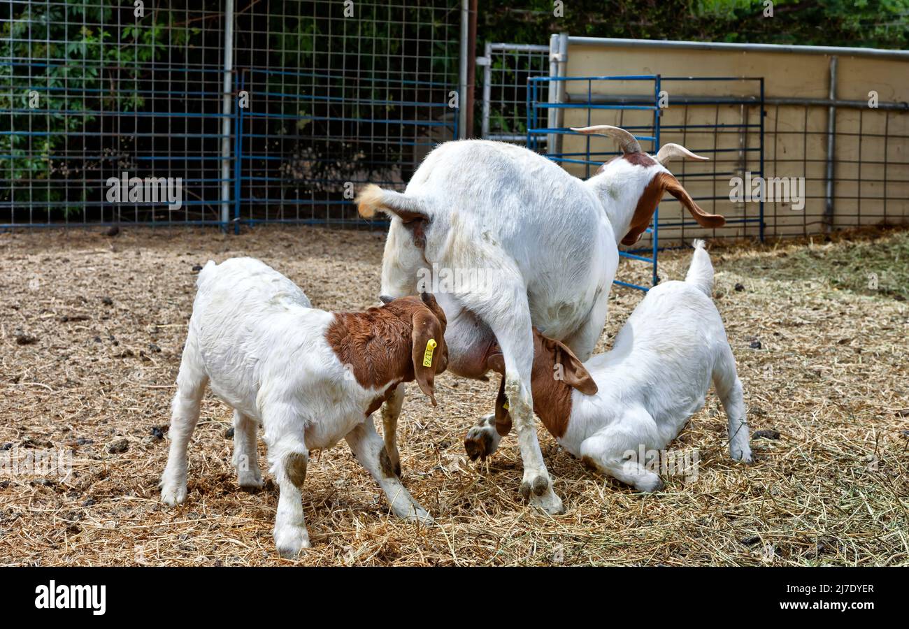 Boer Goat, madre, bambini che allattano (Capra hircus), UC Davis, razza di carne, Animal Research. Foto Stock