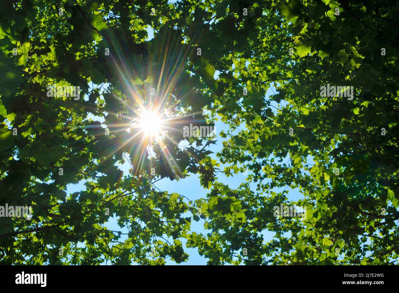 Il sole splende attraverso alberi di sicomoro Foto Stock