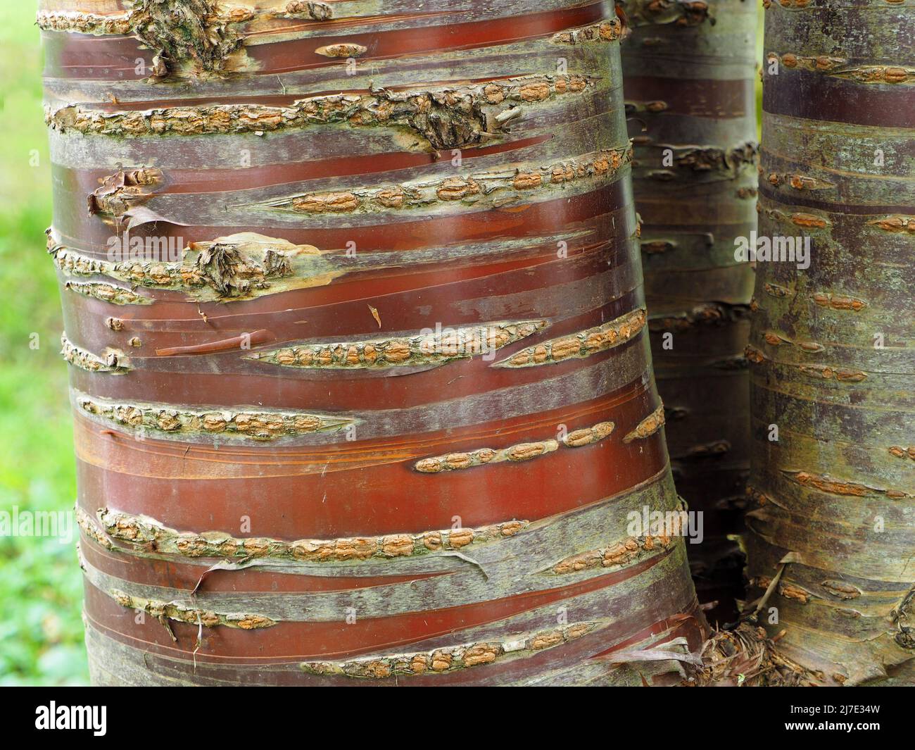 Tronco di un albero maturo di Prunus Serrula (ciliegia giapponese o tibetana) che mostra la sua corteccia pelante e come la corteccia rossa appena esposta sbiadisca facendo le strisce. Foto Stock