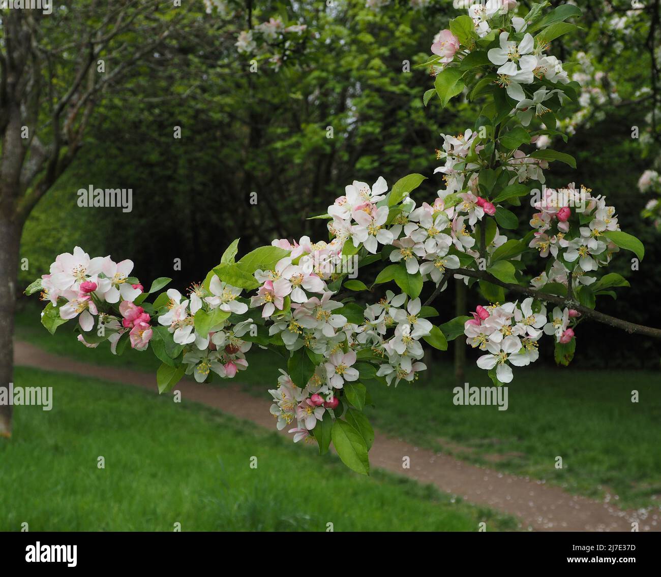 I bei fiori di mela granchio fioriscono all'inizio di maggio. I germogli iniziano un rosa profondo e sbiadiscono al bianco come il fiore si apre. Foto Stock