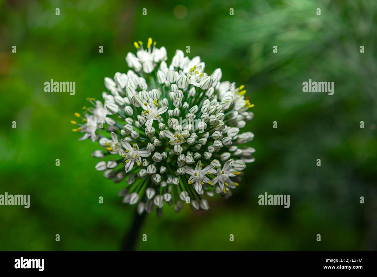 Bulbo d'aglio in fiore . Fiore di pianta vegetale Foto Stock