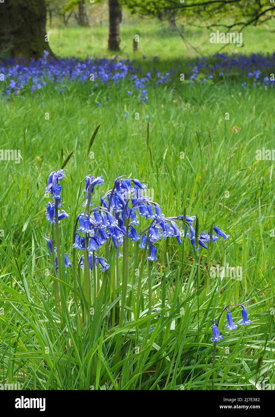 Bluebells cresce in un bosco misto a Rivington in Lancashire all'inizio di maggio. Foto Stock